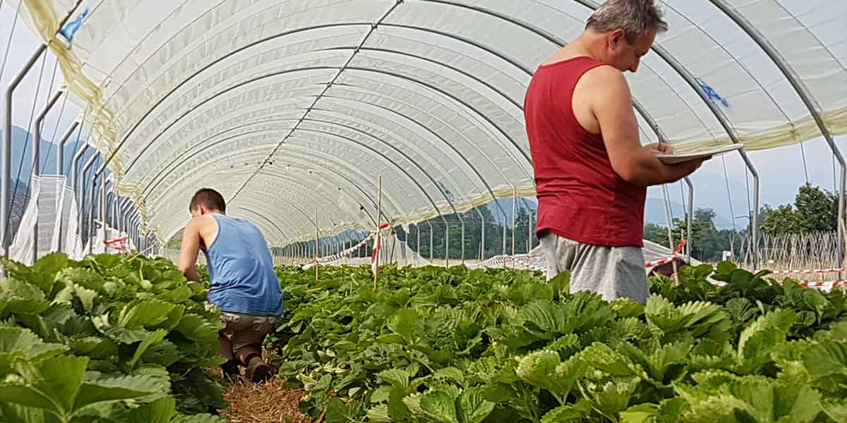 Fondazione Agrion, focus sulla ricerca varietale delle fragole